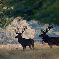 Red deer in the shade.