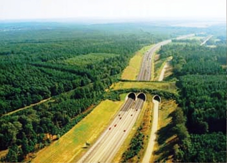 Eco duct for the Animals - nature, highway, forrest, animals