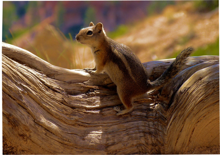 Cute Squirrel - nature, cute, squirrel, animals