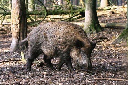 Wild Boar - nature, woods, boar, animals, wild