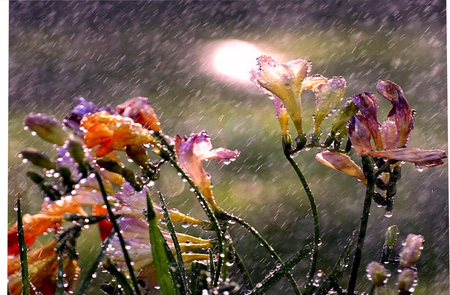 Flowers in the Rain - nature, flowers, colourful, rain