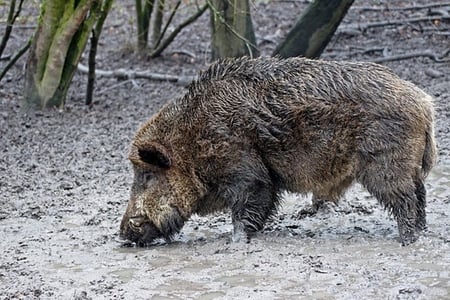 Wild Boar in the mud - nature, forrest, mud, boar, wild, animals