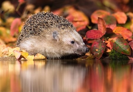 Drinking Hedgehog