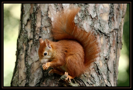 Beautiful Squirrel - nature, squirrel, animals, forrest, sweet, tree, lovely, cute