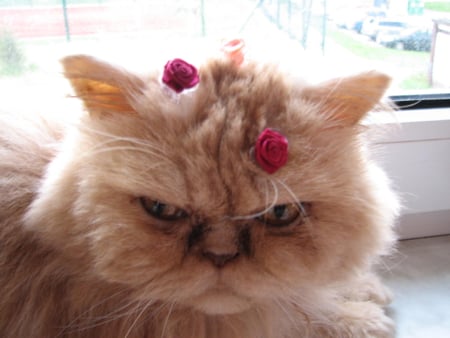 do you like me? - animal, flowers, cat, persian