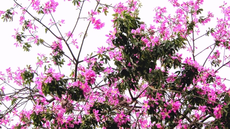 Blooming Flowers - trunk, blooming flowers, pink, sky