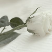 White rose