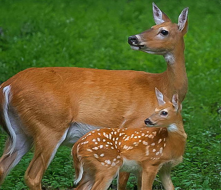 Doe a deer a female deer- - white, brown, doe, spotted, mother, fawn, deer