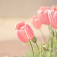 Pink tulips