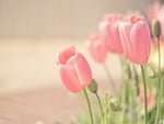 Pink tulips