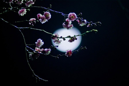 Moon Night - moon, night, picture, beautiful