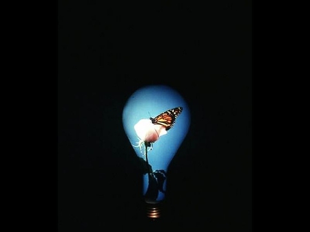 Butterfly in Bulb - butterfly, bulb, picture, cool