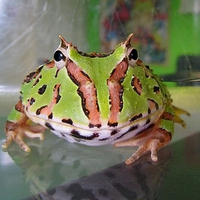 Cool Frog