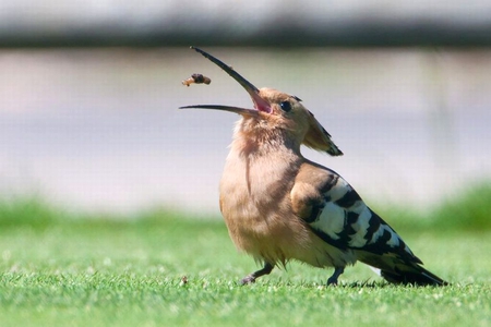 Eating Bird - bird, eating, picture, cool