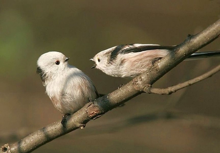 Birds Arguments - cute, arguments, birds, picture