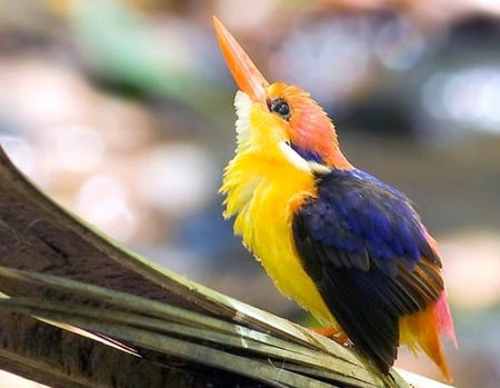 Colorful Bird - bird, cure, colorful, picture