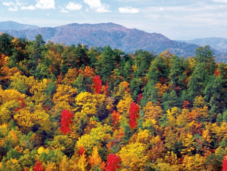 Fall Trees - picture, colors, fall, trees