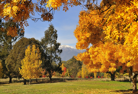 autumn - nature, autumn, golden, trees