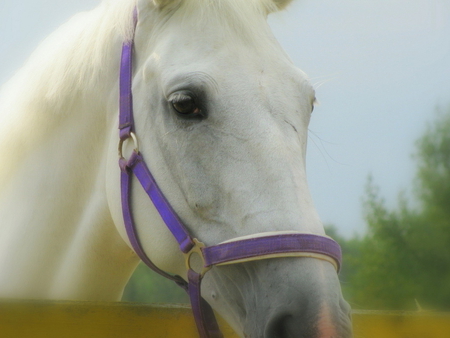 Horse - run, animal, nature, horse