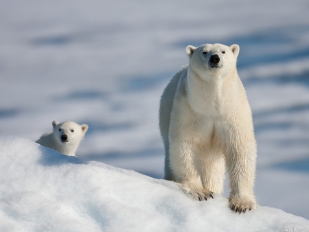 Polar bear - cub, snow, bear, polar, arctic