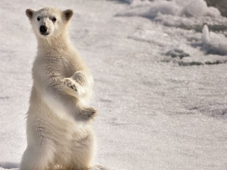 Waiting - arctic, bear, polar, snow