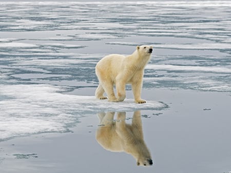 Polar bear - snow, bear, arctic, polar