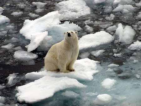 Polar bear - bear, river, polar, snow, arctic