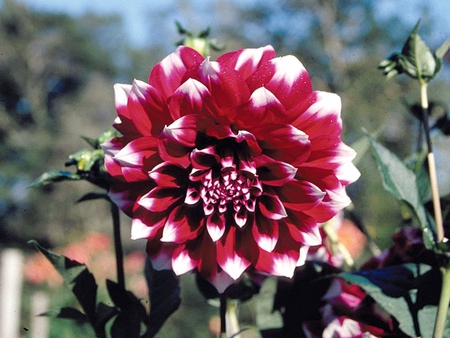 Dahlia Flower - picture, dahlia, flower, beautiful