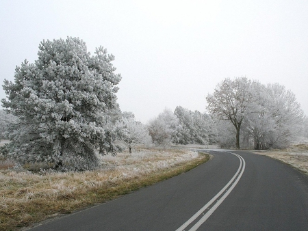 Winter road - nature, snow, winter, tree, road