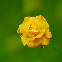 Yellow Rose for Alexandra66