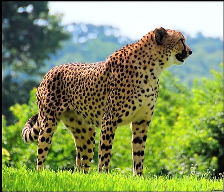 Spotted hunter - brown, cat, spots, cheetah, grass, black