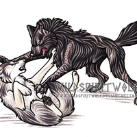 Wolf fight!