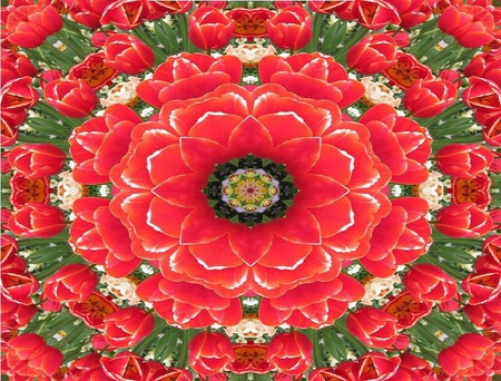 Kaleidoscope of Tulips - flowers, tulips, colors, kaleidoscope