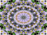 Kaleidoscope of Daisies