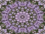 Kaleidoscope of Purple Flower