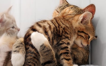 Welcome, my love!!!!! - animal, kitten, feline, hug, cat