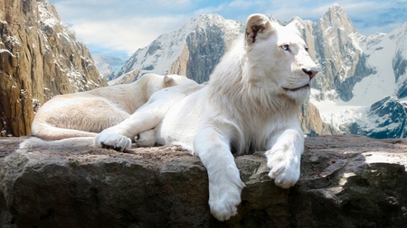 White lions - white, animal, nature, feline, lion, mountain, wildlife