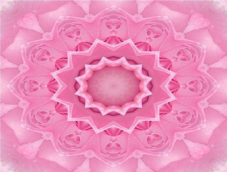 Kaleidoscope of Pink Roses - flower, roses, petals, pink