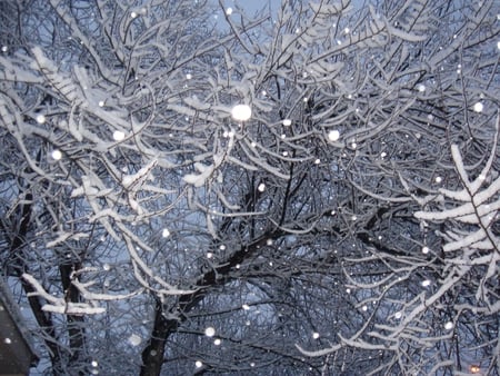 Winter - snow, winter, nature, tree