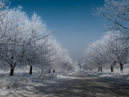 Winter trees - snow, winter, nature, tree