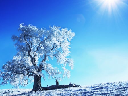 Winter tree - winter, nature, tree, snow