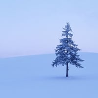 Lonely winter tree