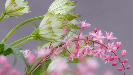 Pink and Green - tiny, pink, beautiful, green, flowers, lovely