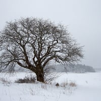 Winter tree