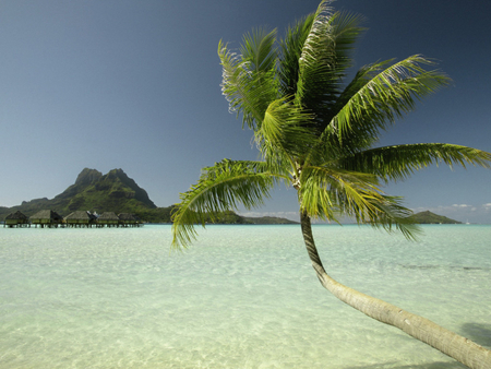 Palm - nature, tree, palm, sea