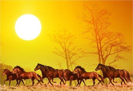 Horses - run, animal, sunset, horse