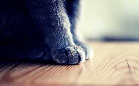 Cat paw - wood, photography, paws, cat, fur, grey, kitten, paw, cats