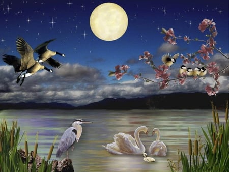 MOONLIGHT SERENADE - beauty, peaceful, animals, water, colorful, romance, color, fullmoon, birds, moon, love, lake, landscape, night, ducks, beautiful, splendor