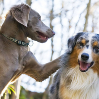 Hallo, my Friend, how are you ?