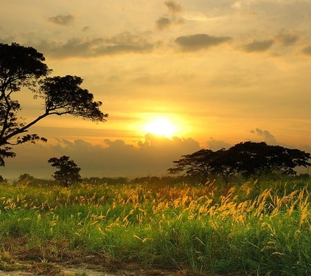 Golden Sunrise - clouds, trees, sunrise, grass, golden, gleaming, sun